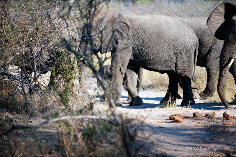 20090614_092832 D3 (7) X1.jpg - Following large herds in Okavango Delta